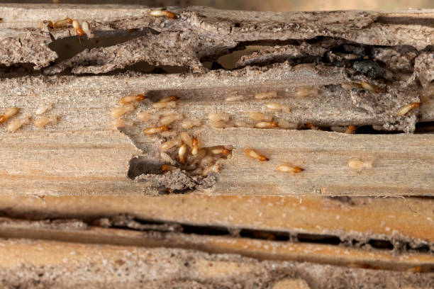 Best Ant Control Services  in Capron, IL