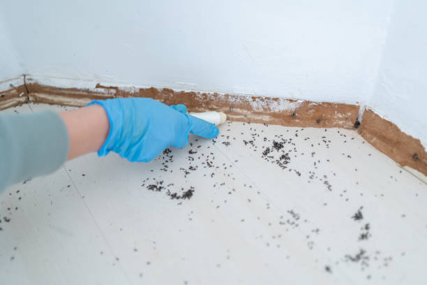 Pest Prevention Services in Capron, IL