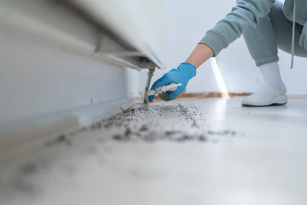 Best Rat Extermination Near Me  in Capron, IL